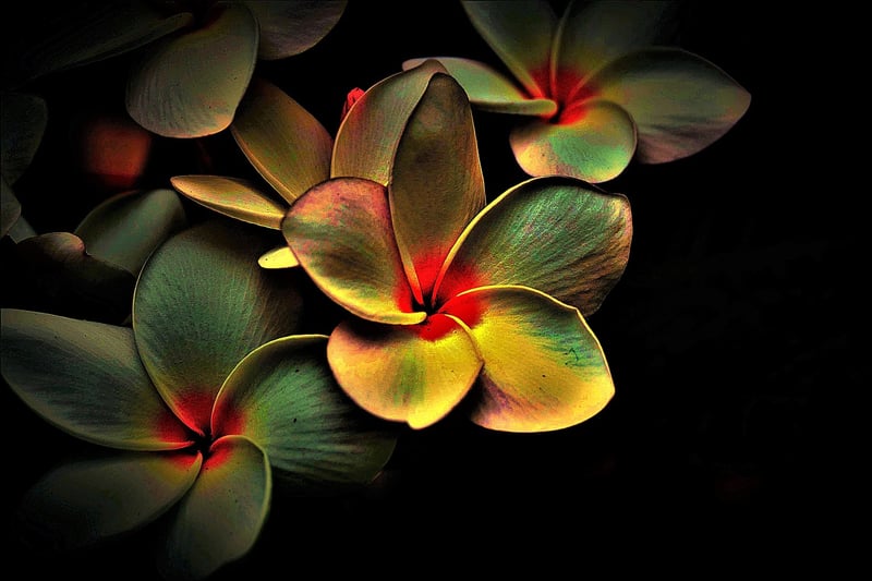 Mind-Body Harmony